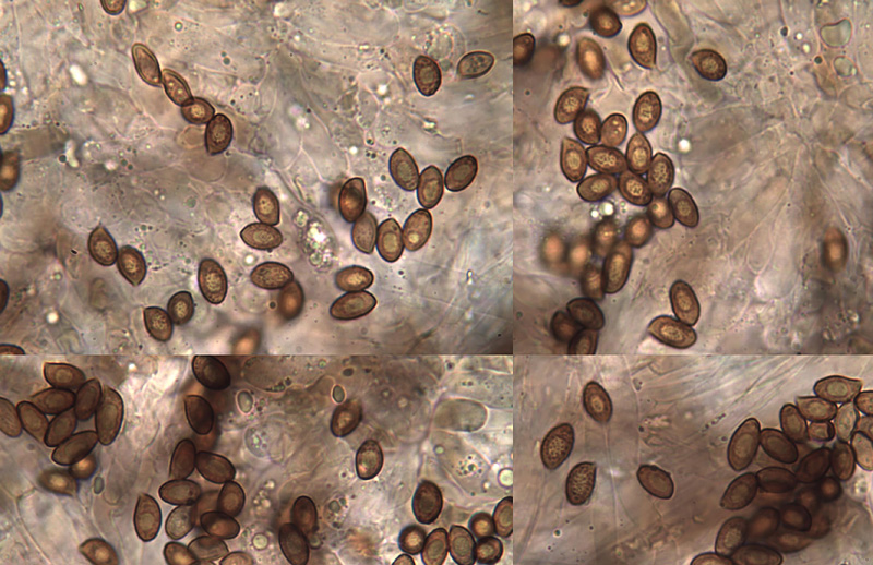 Cortinarius furiosus spores Cortinarius furiosus spory